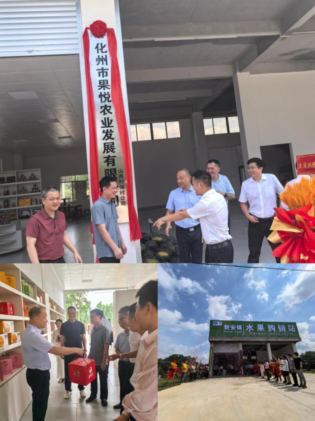 驻化州市新安镇帮镇扶村工作队： 助力特色农业产业向优向强发展