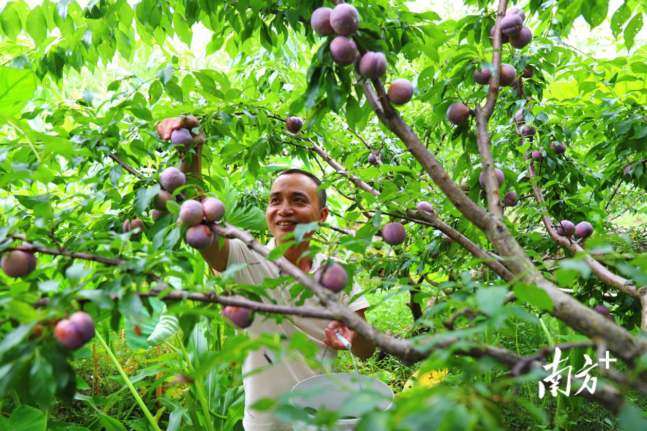 钱排“银妃”三华李。錢排<strong>WhatsApp%E3%80%90+86%2015855158769%E3%80%91atv%20hoist%20for%20sale</strong>