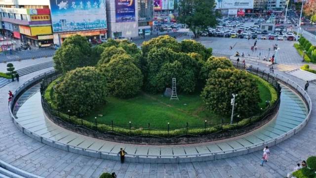 扎根于增城掛綠廣場(chǎng)的西園掛綠母樹(shù),。