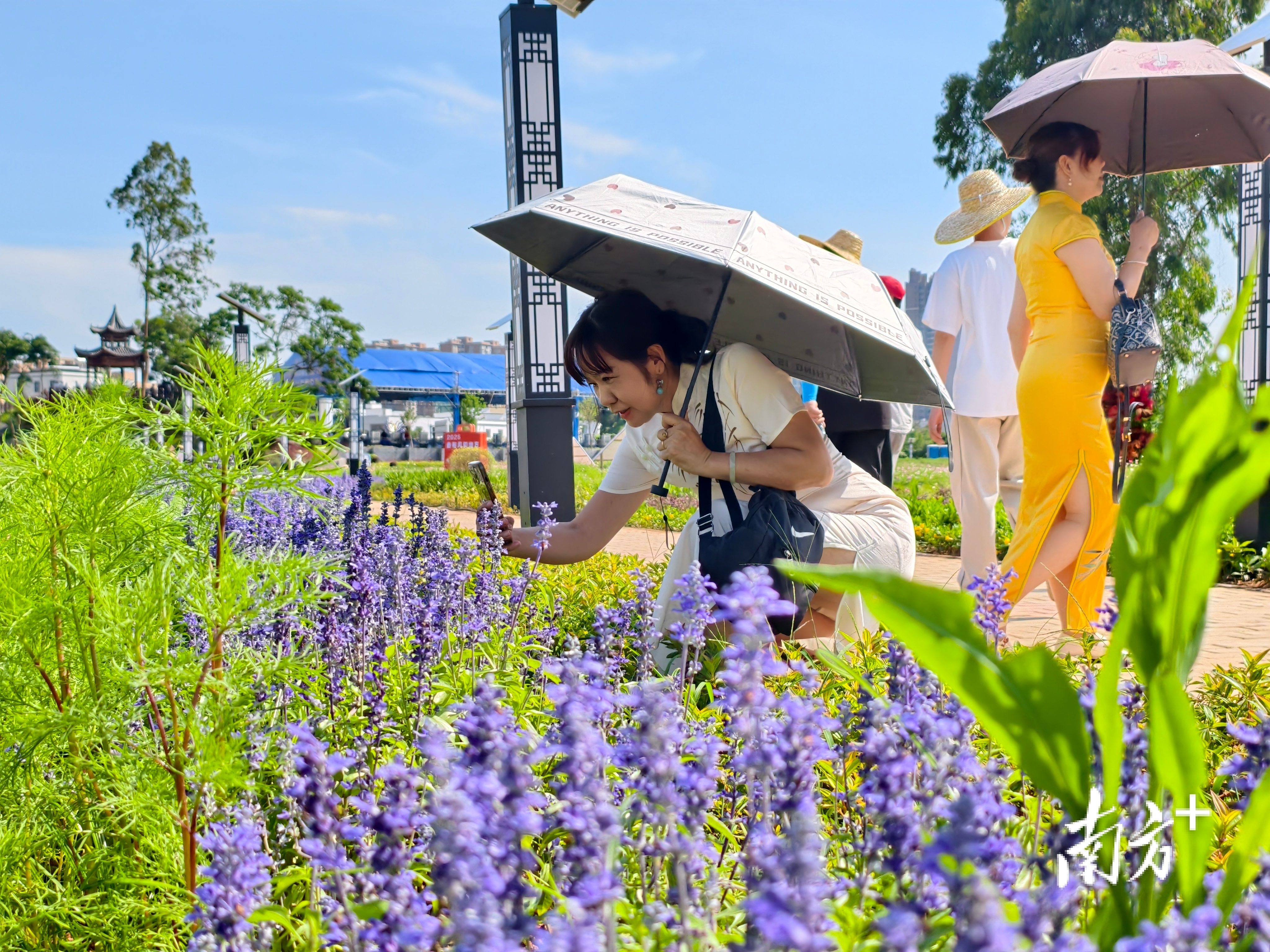 视觉｜出片率百分百，电白百亩花海正盛，随手拍都是壁纸, image size:4096x3072