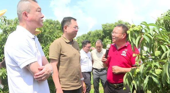 补建华向首衡荔枝产地行团队介绍巨美人荔枝。图片来源：阳西县融媒体中心