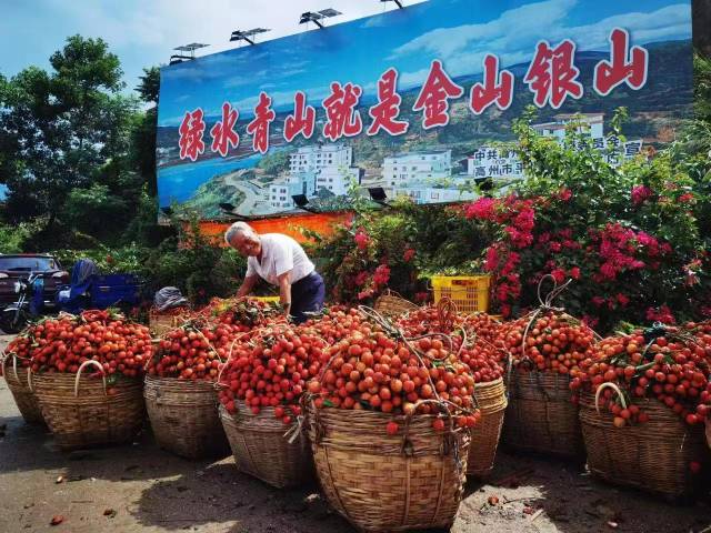 平山镇荔枝上市。