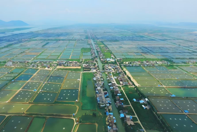 集元水产白蕉海鲈标准化生态养殖基地