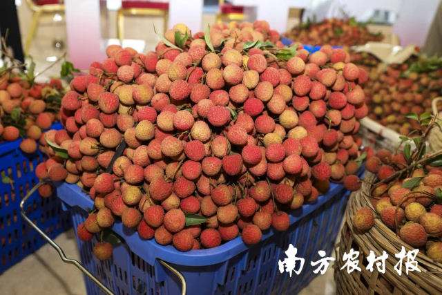 目前正值荔枝上市销售旺季。 目前正值荔枝上市销售旺季。