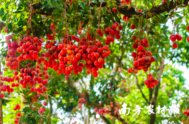 红彤彤的广东荔枝挂满枝头。 红彤彤的广东荔枝挂满枝头。