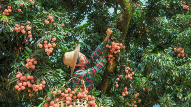 荔枝古树的跨时空“朋友圈”