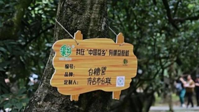 从“卖荔枝”到“卖文化”，茂名荔枝“定制经济”甜透国内外市场