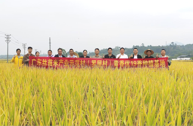 “青香优19香”种植基地