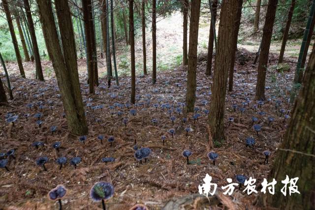 万绿湖常绿阔叶林。