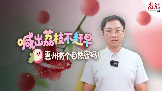 南方惠评|喊出“荔枝不赶早”,惠州有个自然密码②