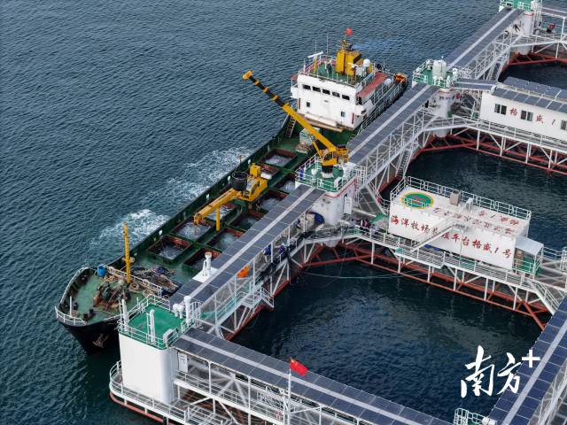 今年3月,现代化海洋牧场装备“格盛1号”迎来丰收。南方+记者 张令 通讯员 杜兵 摄 今年3月,现代化海洋牧场装备“格盛1号”迎来丰收。南方+记者 张令 通讯员 杜兵 摄