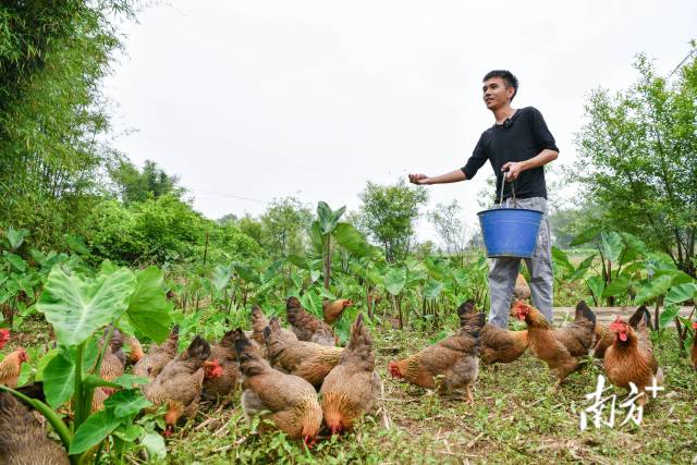 清远鸡是清远的名片。南方+记者 曾亮超 摄 清远鸡是清远的名片。南方+记者 曾亮超 摄