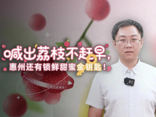 南方惠评｜喊出“荔枝不赶早”，惠州还有锁鲜甜蜜金钥匙！③