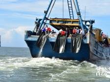 广东粤电湛江外罗海上风电项目二期涉渔工程水生生物资源保护和补偿实施项目公示