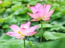 晨观山海 | 河源东源百亩“太空莲”盛放