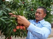 一颗小荔枝撬动百亿大产业｜粤来粤好百千万