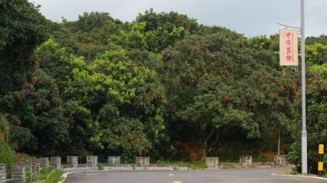 荔枝“进京”！5月29日，一起见证茂名“荔”量