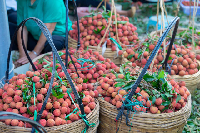 刚采收的新鲜荔枝。