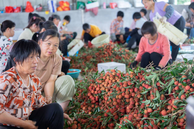 工人们忙着分拣荔枝。