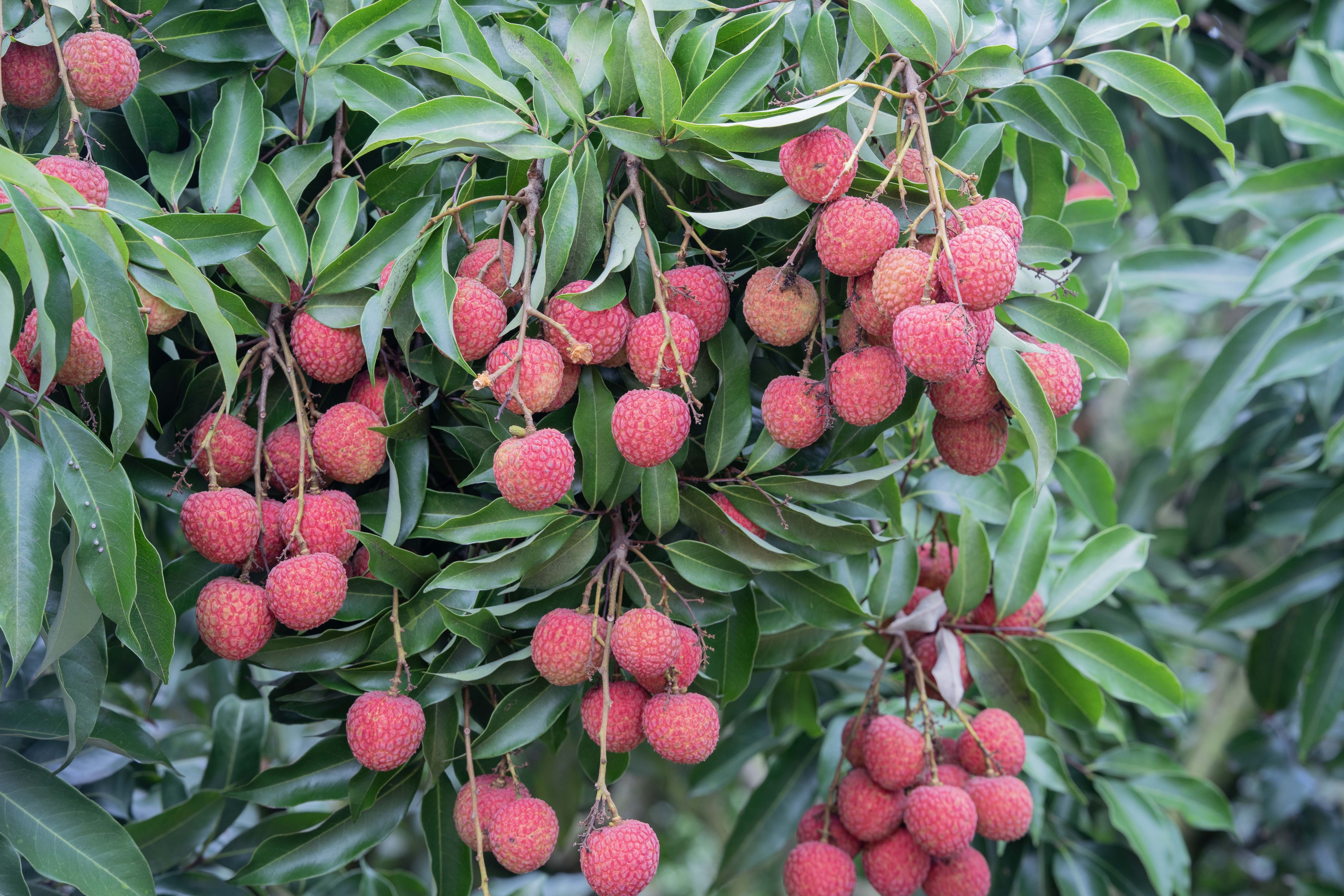 高州白糖罂挂满枝头。午茂