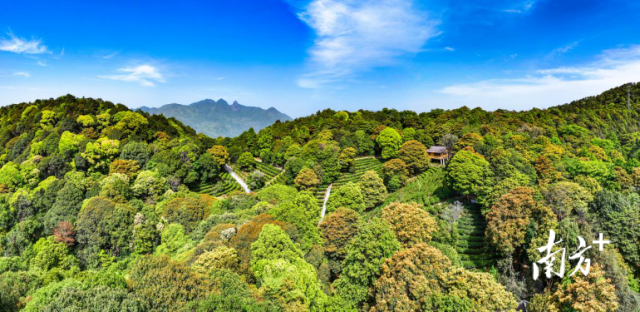 从化流溪河五指山景区间，五指山茶园亦无奈大面积扩展，幼细，200亩茶园隐于无际无际中。炒茶的全历程都是新式手工操作，施悦谋 摄