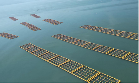 柘林湾“木改塑”示范区。&nbsp;