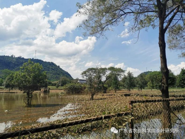 广东降水量较常年同期偏多，茶园受灾复产应急技术措施来了