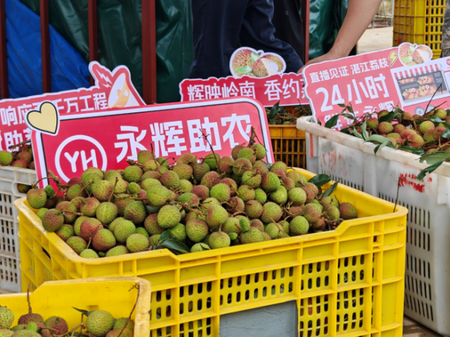 5月28日新鲜采摘的湛江荔枝