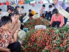 给“荔”端午！茂名高州白糖罂畅销全国