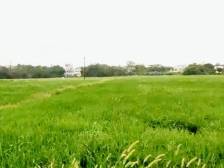 阳江人大：积极履职助力加快建设现代化产业体系