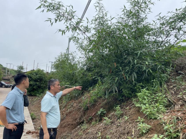 引进的巨黄竹在始兴长势良好