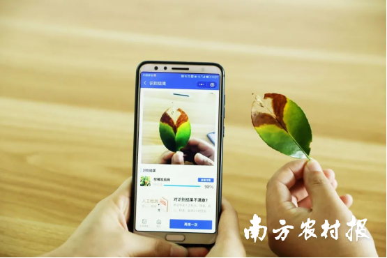 丰农控股让 “手机拍一拍，病害早知道” 成为农业生产的日常场景。