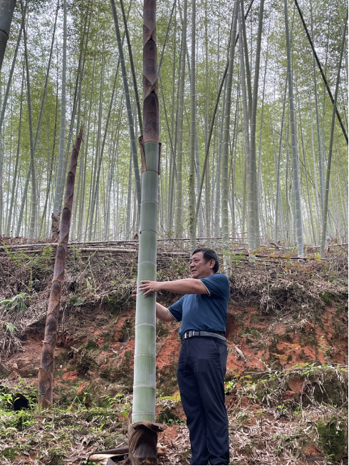 抚育后竹笋明显更粗更壮
