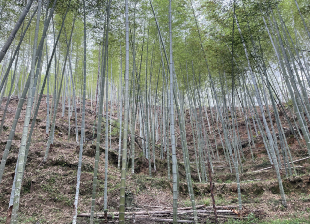 仁化努力把小竹子打造成富民强县大产业  