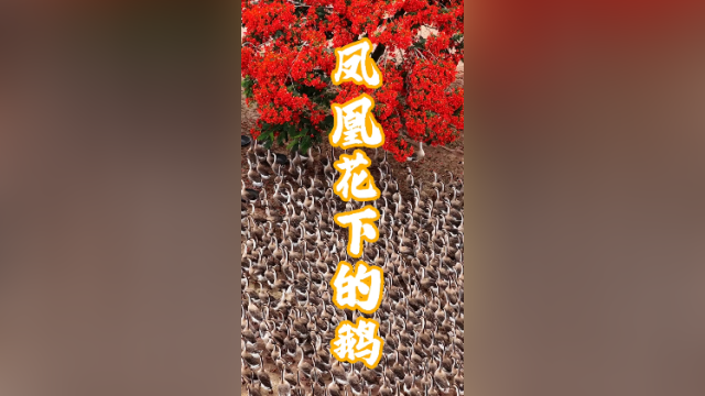 鹅鹅鹅！火红凤凰树下，数百只大鹅“出街”｜南方+拍客看广东