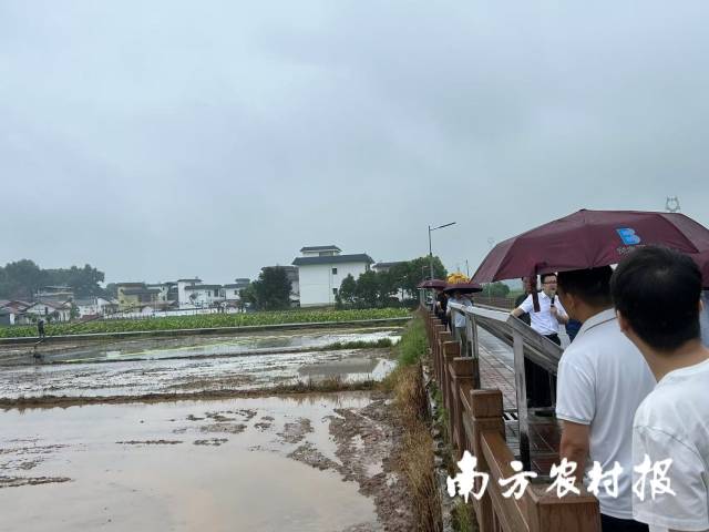 稻田沼液肥喷施现场演示