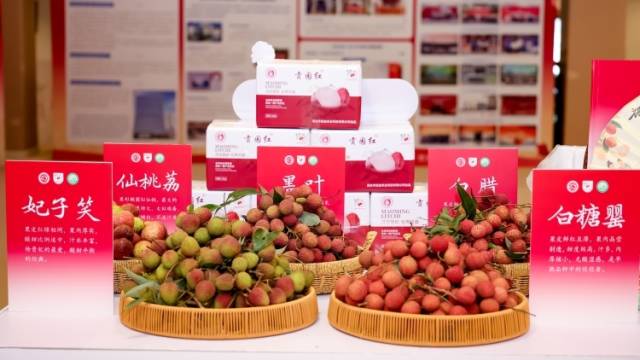 端午“爆单”！茂名荔枝24小时直达北京，农户订单猛涨 30%