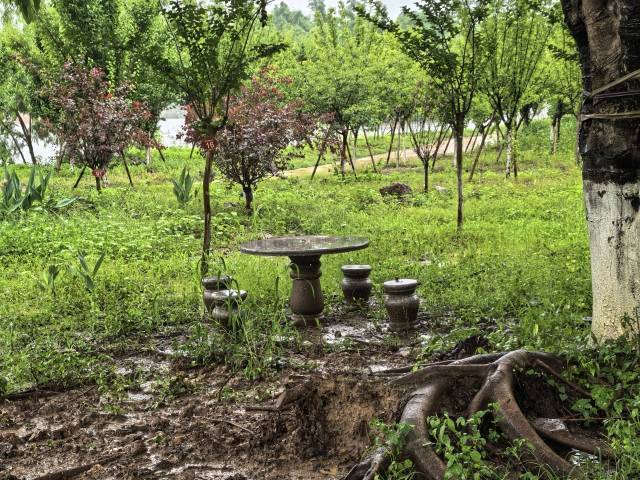 为狮子林增设桌椅进行绿美升级