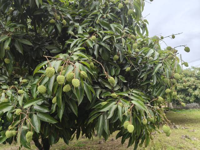 从化区桂味荔枝生长情况,摄于5月30日。 从化区桂味荔枝生长情况,摄于5月30日。