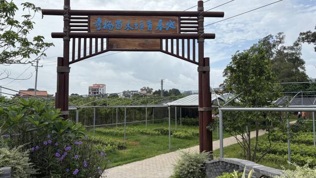 茂名市电白区观珠镇奇楠苗木培育基地  