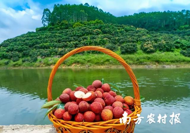 浦北荔枝。图源：钦州发布