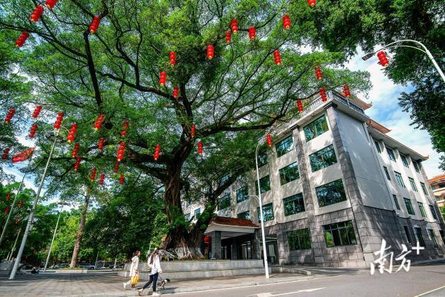 市政府广场细叶榕，1100年树龄。