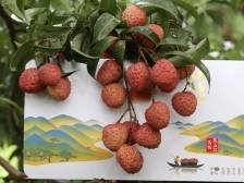 晨观山海 | 从荔枝看汕尾农产品的“全链条”思维