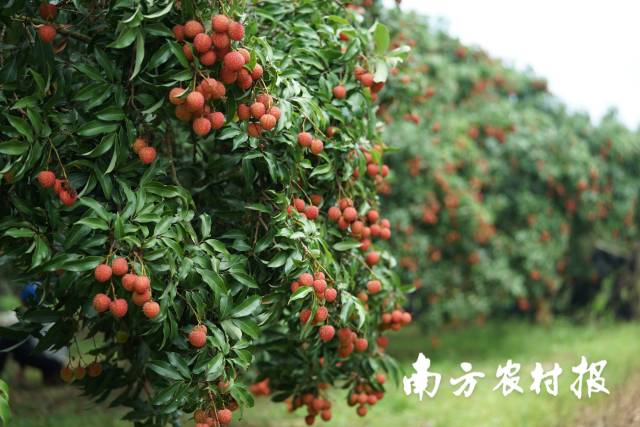 受訪者供圖