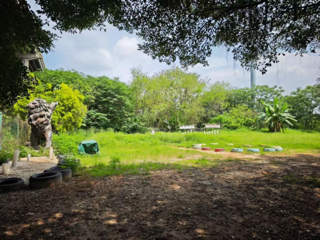 小洲艺术区周边的童趣基地荒草丛生。