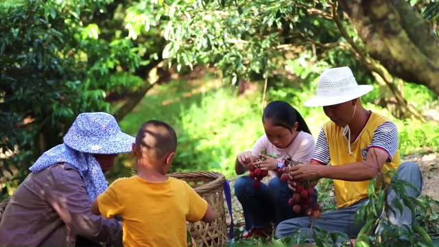 果农在整理刚采摘的荔枝。