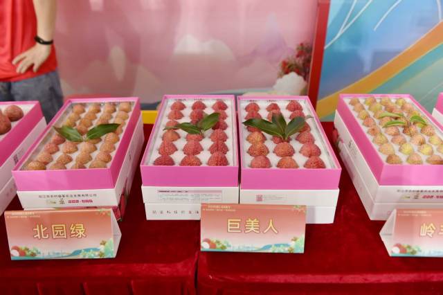 优质荔枝品种“巨美人”果大肉脆。阳西县融媒体中心供图