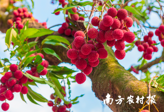 當(dāng)前,，正值廣東茂名高州白糖罌荔枝的集中上市期。
