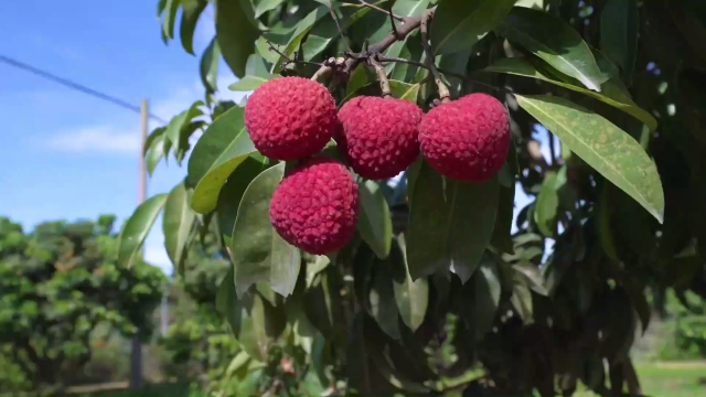 即将红透的雷岭荔枝，祝福广大考生旗开得胜！