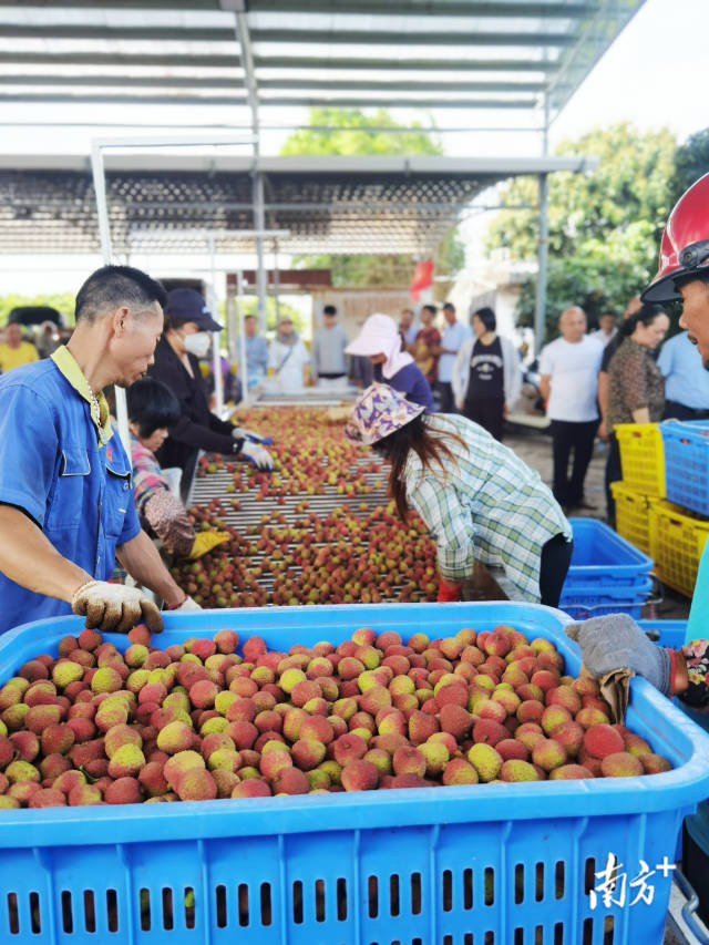 基地直采阳江新鲜荔枝，24小时内便可直达钱大妈全国各地门店。